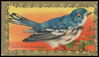 09 Cerulian Warbler